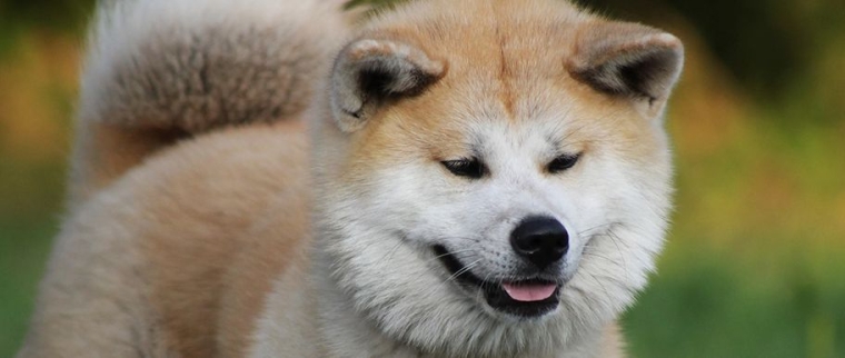 akita inu